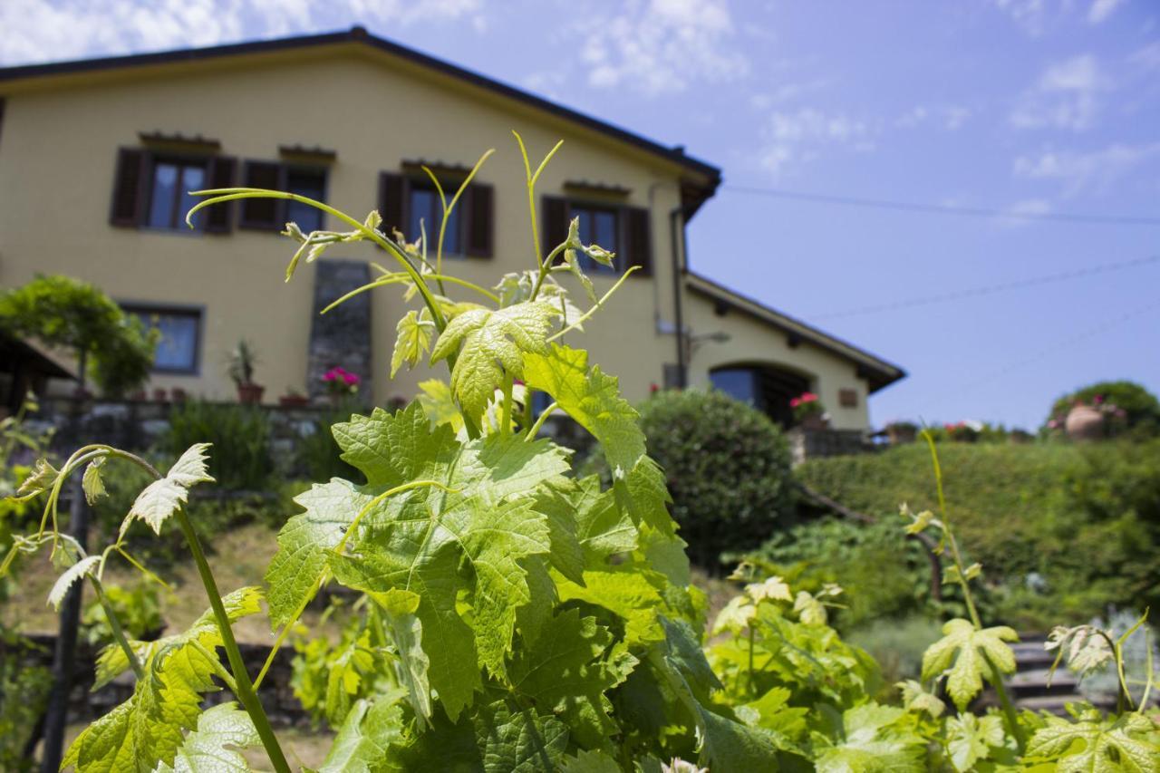 Villa Porcigliano Olive Grove Polcanto Eksteriør billede