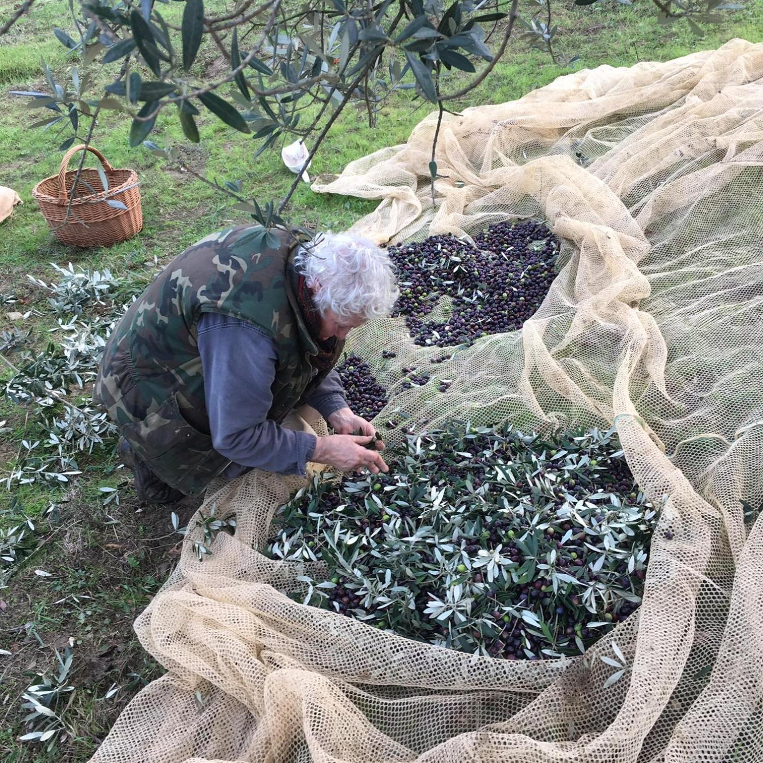 Villa Porcigliano Olive Grove Polcanto Eksteriør billede