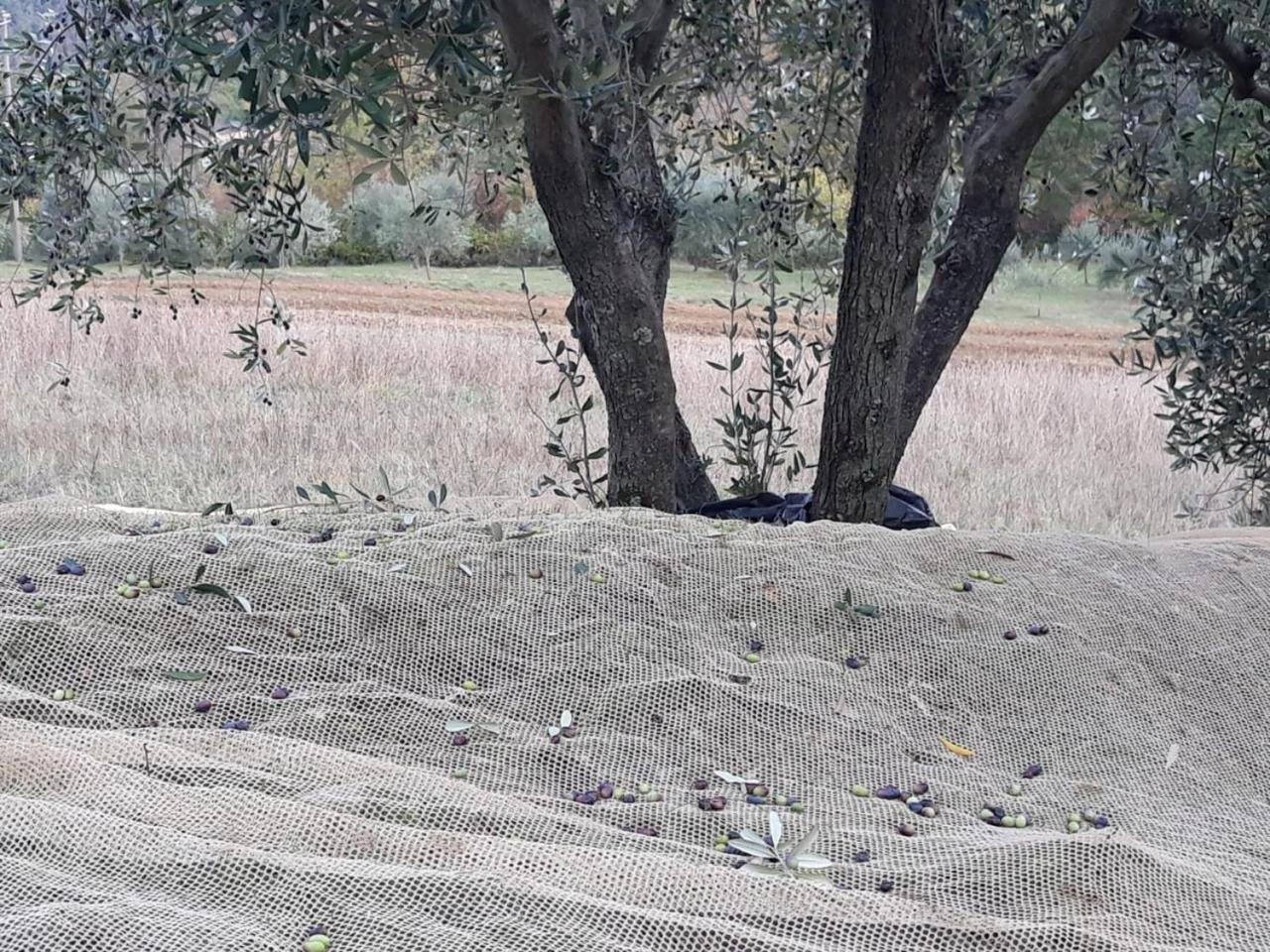 Villa Porcigliano Olive Grove Polcanto Eksteriør billede