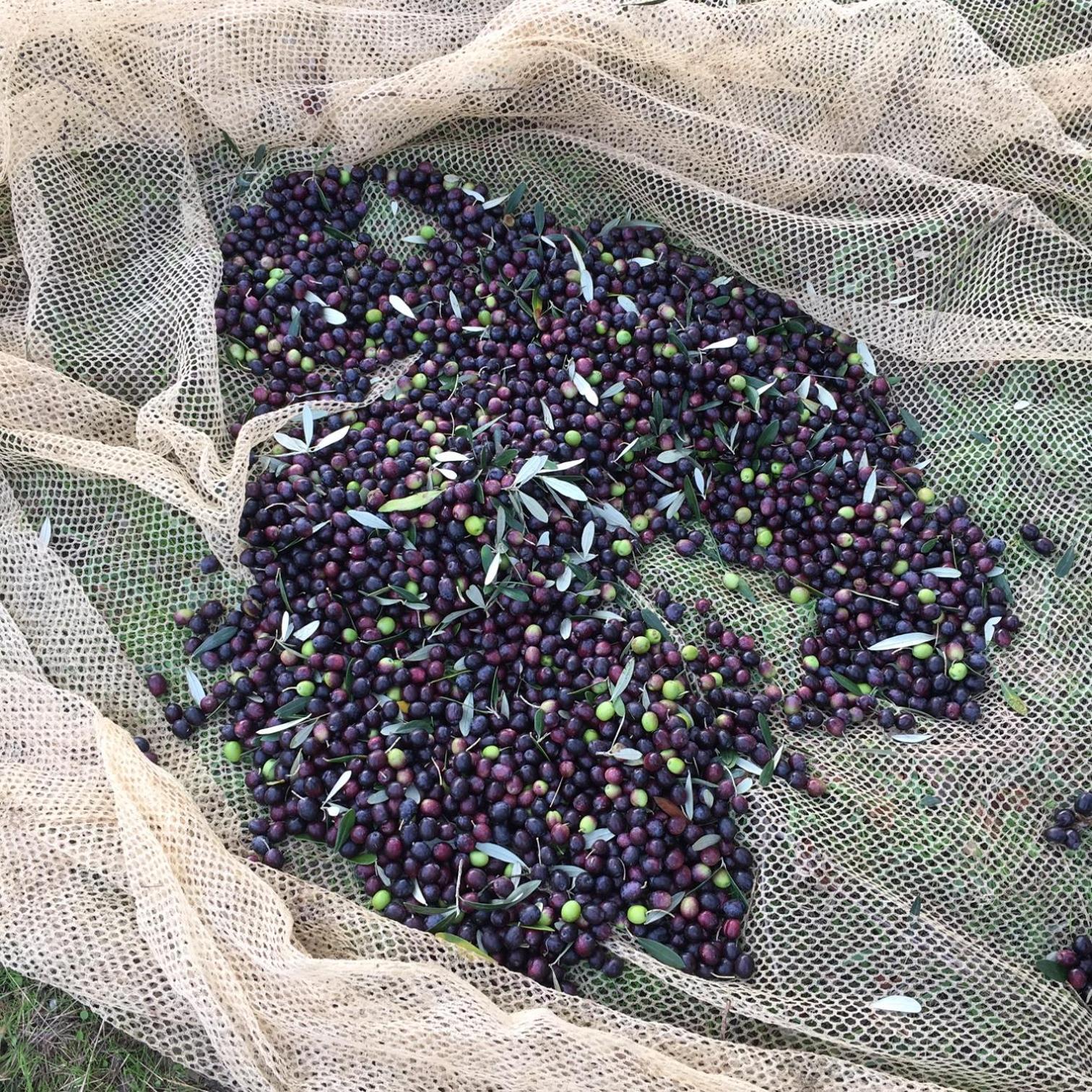Villa Porcigliano Olive Grove Polcanto Eksteriør billede