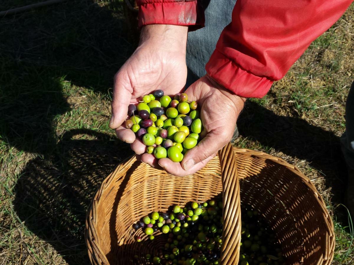 Villa Porcigliano Olive Grove Polcanto Eksteriør billede