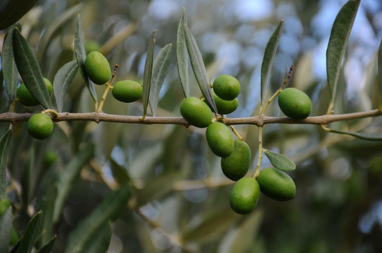 Villa Porcigliano Olive Grove Polcanto Eksteriør billede